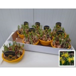 Narcissus Nartsiss 16cm