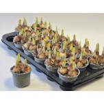 Narcissus Nartsiss 9cm