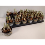 Narcissus Nartsiss 9cm
