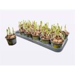 Narcissus Nartsiss 9cm