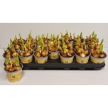 Narcissus Nartsiss 9cm