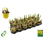 Narcissus Nartsiss 9cm