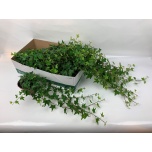 Hedera helix elja 13cm