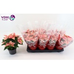 Euphorbia pulch Jõulutäht Marble 13cm