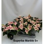 Euphorbia pulch Jõulutäht Marble 14cm