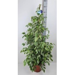 Ficus Viigipuu benjamina golden king 27cm