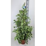 Ficus benjamina golden king 27cm