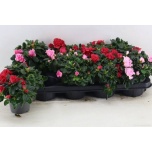 Rhododendron Asalea simsii hellmut vogel mixed 11cm