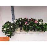 Rhododendron simsii Asalea hellmut vogel mixed 12cm