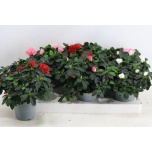 Rhododendron Asalea simsii hellmut vogel mixed 13cm