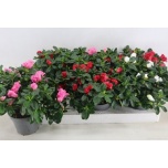 Rhododendron Asalea simsii hellmut vogel mixed 13cm