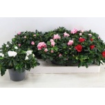 Rhododendron Asalea simsii hellmut vogel mixed 13cm