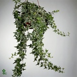 Hedera helix Luuderohi Mona Lisa 19cm