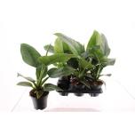 Philodendron Filodendron imperial green 14cm