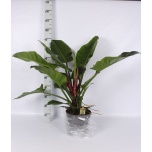 Philodendron Filodendron imperial green 24cm