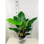 Philodendron Filodendron imperial green 24cm