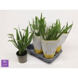 Freesia other 13cm