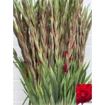 Gladiolus Gladiool Oscar 100-110cm