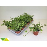 Hedera helix esther 9cm