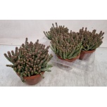 Crassula Turdleht marnieriana 14cm