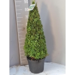 Buxus other 26cm
