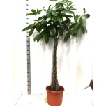Pachira Pahhiira aquatica 35cm