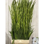 Gladiolus Gladiool White Prosperity 120-130cm