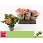 Hydrangea Hortensia macr freudenstein 13cm