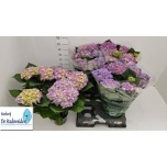 Hydrangea Hortensia macr freudenstein 14cm