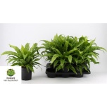 Asplenium antiquum 17cm