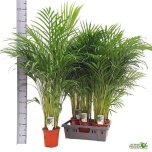 Dypsis Kuldviljakpalm 17cm