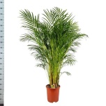Dypsis Kuldviljakpalm 27cm