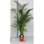 Dypsis Kuldviljakpalm 27cm