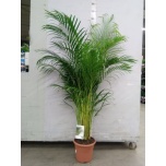 Dypsis Kuldviljakpalm 27cm