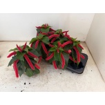 Acalypha hispida 13cm