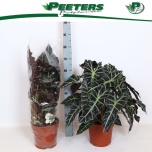 Alocasia amazonica 24cm