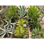 Agave Agaav other 25cm