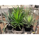 Agave other 30cm