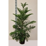 Araucaria heterophylla 23cm