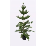 Araucaria Araukaaria 30cm