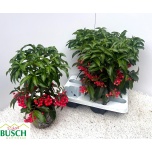 Ardisia crenata 14cm