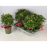 Ardisia crenata 14cm