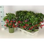 Ardisia crenata 14cm