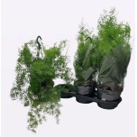 Asparagus densiflorus sprengeri 19cm