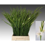 Gladiolus Gladiool Golvillei white 60cm