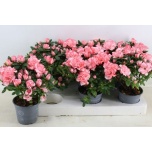 Rhododendron Asalea simsii other 13cm