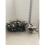 Rhododendron Asalea simsii other 14cm