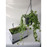 Hedera helix Luuderohi mint kolibri 19cm