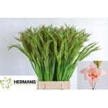 Gladiolus Gladiool Elvira 65cm