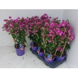 Bougainvillea Bugenvillea alexandra 17cm